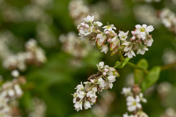 Fototapeta premium Buckwheat, Fagopyrum esculentum, Japanese buckwheat and silverhull buckwheat blooming on the field. Close-up flowers of buckwheat