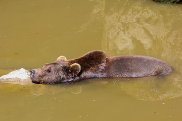 Fototapeta premium Europäischer Braunbär, Ursus arctos arctos, Eurasischer Braunbär beim Baden