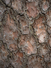 The texture of the tree bark. Pine bark background.
