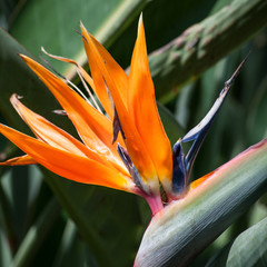 Obraz premium i bellissimi fiori color arancio