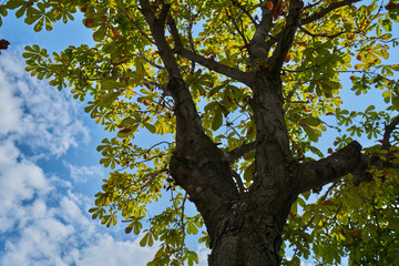 Baum in der Innenstadt von Split