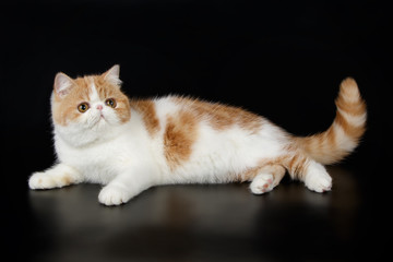 Obraz premium Exotic cat on colored backgrounds