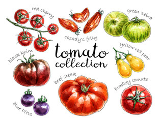 Collection of different colored tomatoes. Digital watercolor. Sketch style.