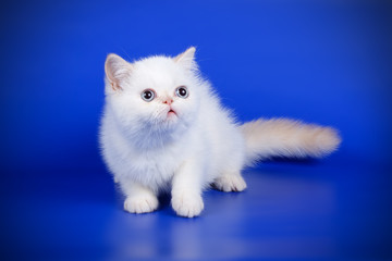 Exotic cat on colored backgrounds