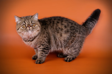 Exotic cat on colored backgrounds