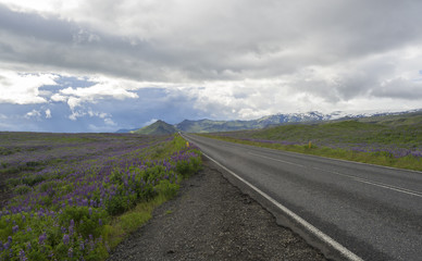 asphalt road through valley in empty rural northern landscape with green grass and hills, colorful steep mountains,pink lupine flowers and dramatic sky, Iceland western fjord