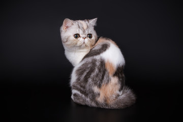 Fototapeta na wymiar Exotic cat on colored backgrounds