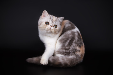 Exotic cat on colored backgrounds