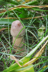 Parasol mushroom (Macrolepiota procera or Lepiota procera) not yet unfolded hat