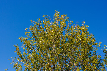Olive tree branches over a blue sky, Valconca, Emilia Romagna, Italy