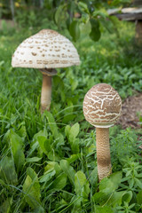 A pair of Parasol Mushrooms  (Macrolepiota procera or Lepiota procera) on a grassy glade
