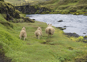 Naklejka premium group of three icelandic sheep, mother and lamb running away on bank of wild river stream, footbridge grass and moss meadow, Iceland
