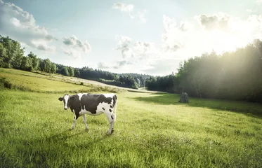 Poster Im Rahmen Rinderhaltung - ökologische Kuhweide auf einer Wiese © Mikolaj Niemczewski