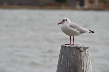 VACACIONES EN VENECIA