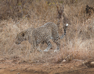 leopardoo