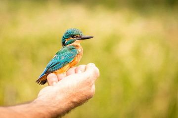 Wild young european colorful blue and orange kingfisher bird being held in hand before ringing, blurry green and yellow background, copy space