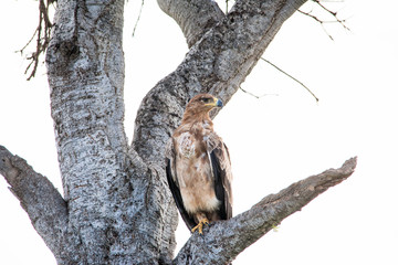 Obraz premium Very Fierce Looking Hawk Africa