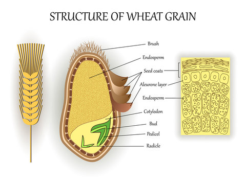 Structure of wheat seed grain, vector infographics layers of endosperm, bud, fetus, pedicel, hull anatomical poster formation. Biology and botany science banner, illustration.
