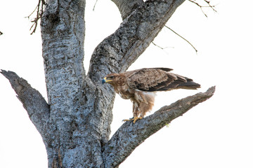 Very Fierce Looking Hawk Africa