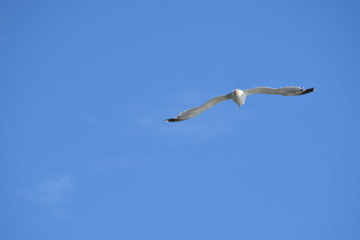 GAVIOTA