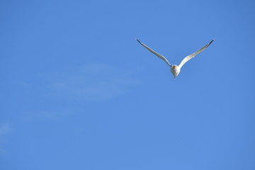 GAVIOTA