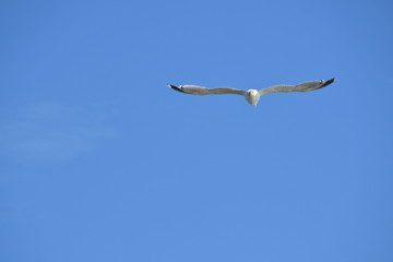 GAVIOTA