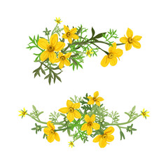 Flower arrangement of flowers Bidens, vector illustration.