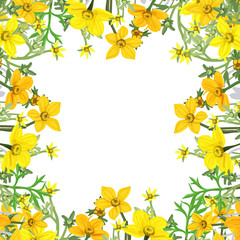 Summer background of wild flowers Bidens, square frame postcard, vector illustration.