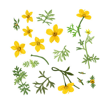Vector set of flowers  bidens