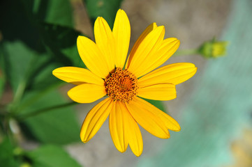 Jerusalem artichoke or girasol (Helianthus tuberosus)