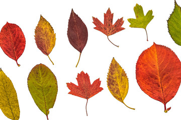 Colorful garden autumn leaves on a white background: Aronia chokeberry, quince, krondal (a hybrid of golden currant and gooseberry).