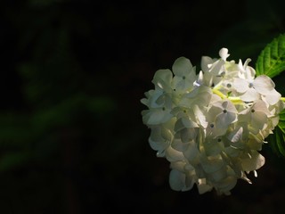 ajisai hydrangea flower