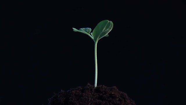 small tree growing on black background. rotation 360 degree around view.