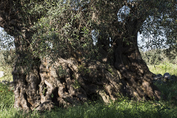 Maestoso olivo millenario nel Salento