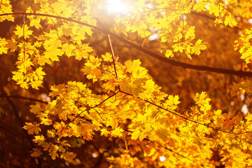 Warm sunrays pass through yellow maple leaves. Beautiful autumn background. Vibrant abstract fall forest view