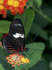 Fototapeta na wymiar Balck Butterfly 