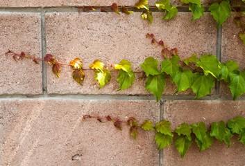 Ivy Leaves on a Wall