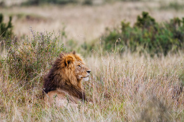 Naklejka na ściany i meble Male lion resting in the dry gras on the savanna of the Masai Mara National Park in Kenya