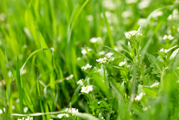 Fototapeta na wymiar Green grass in nature