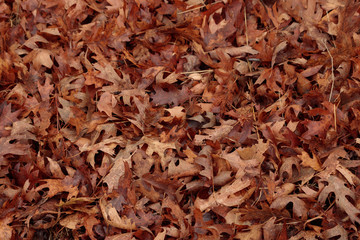 Bright, wet, autumn black oak leaves on forest ground, a beautiful organic,