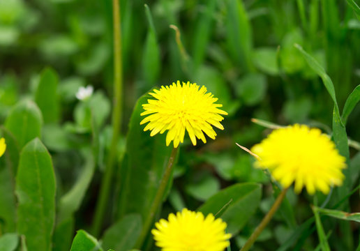 Yellow dandelion flowers with leaves in green grass, spring photography