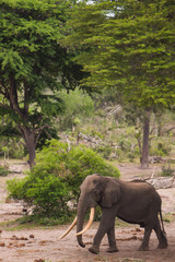 Fototapeta na wymiar Giant Tusker