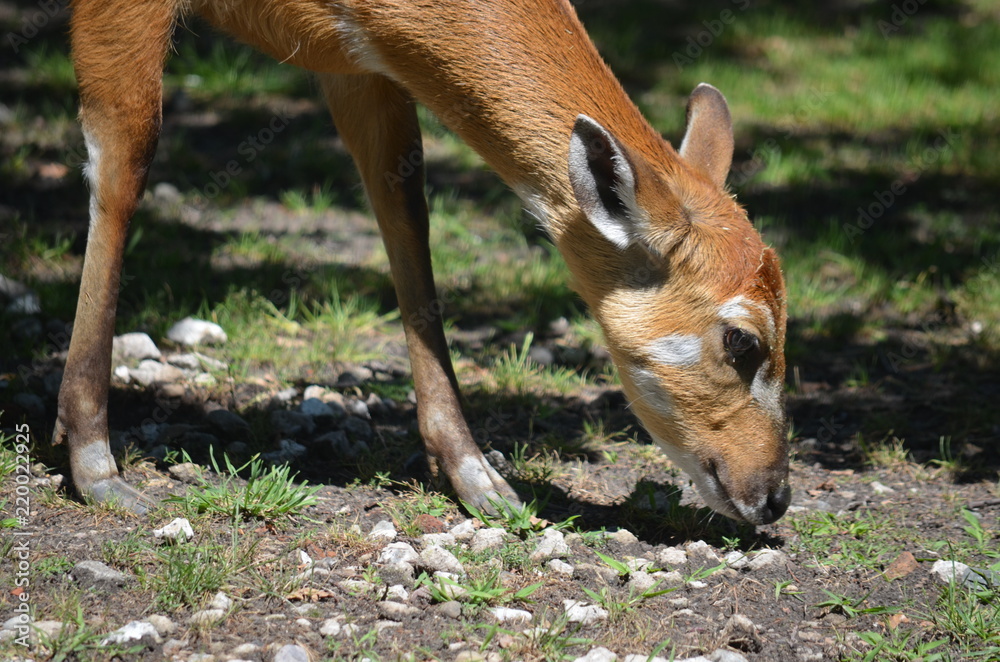 Wall mural On a hot summer day, a deer of red antelope eats grass