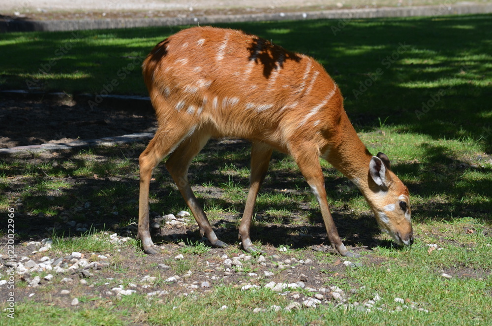 Canvas Prints On a hot summer day, a deer of red antelope eats grass