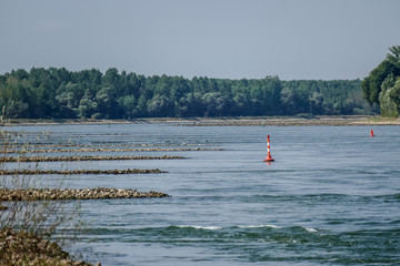 Enten am Rheinstrand