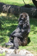 Africa reverie thinking big black monkey gorilla