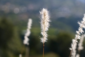 Campos serranos de Oaxaca 