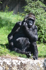 Africa reverie thinking big black monkey gorilla