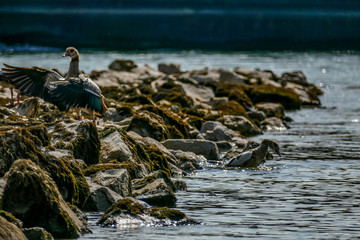 Enten am Rheinstrand