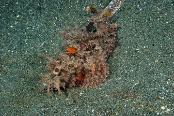 Raggy scorpionfish Scorpaenopsis venosa